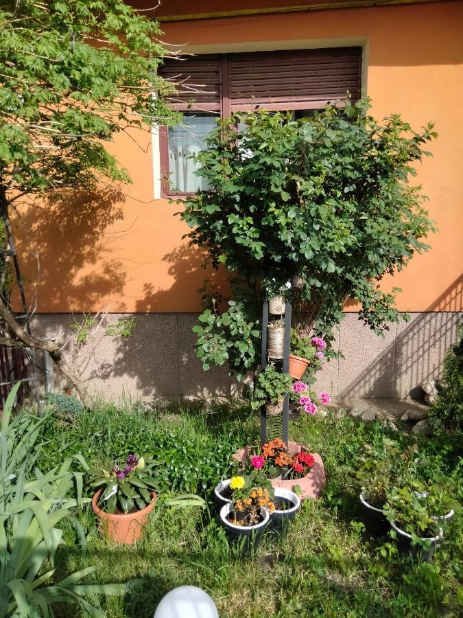 Apartament Cu Terasa La Casa Tina Timisoara Esterno foto